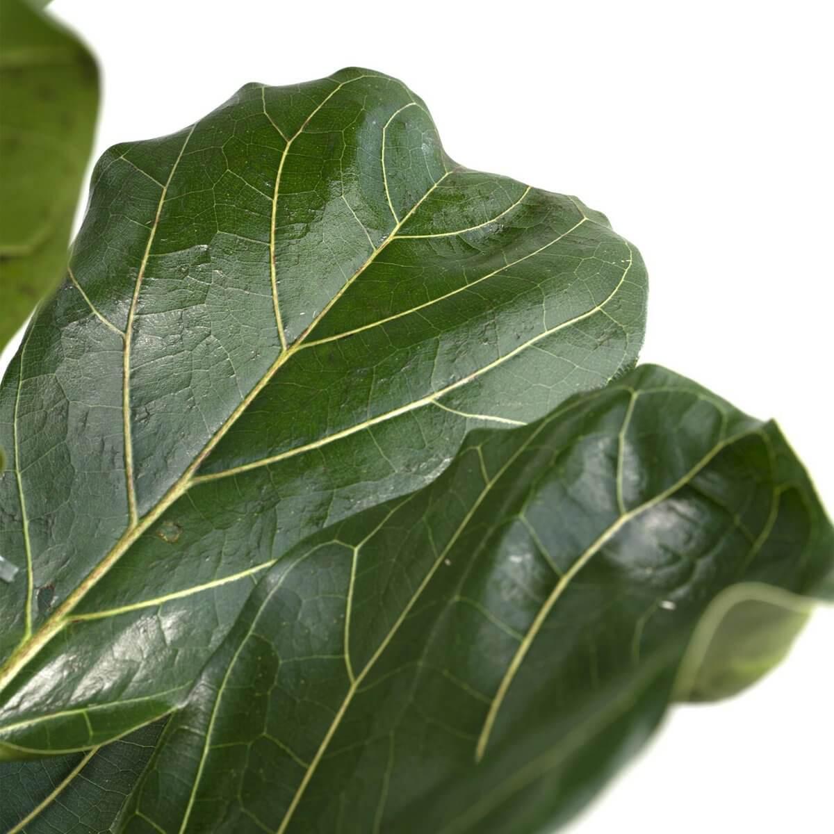 Close-up van Ficus Lyrata bladeren – grote, groene bladeren met nerven