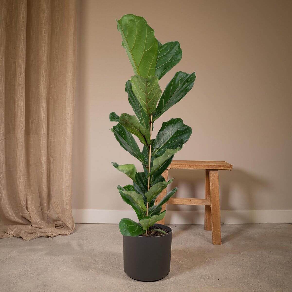 Ficus Lyrata in een interieur – stijlvolle en luchtzuiverende plant