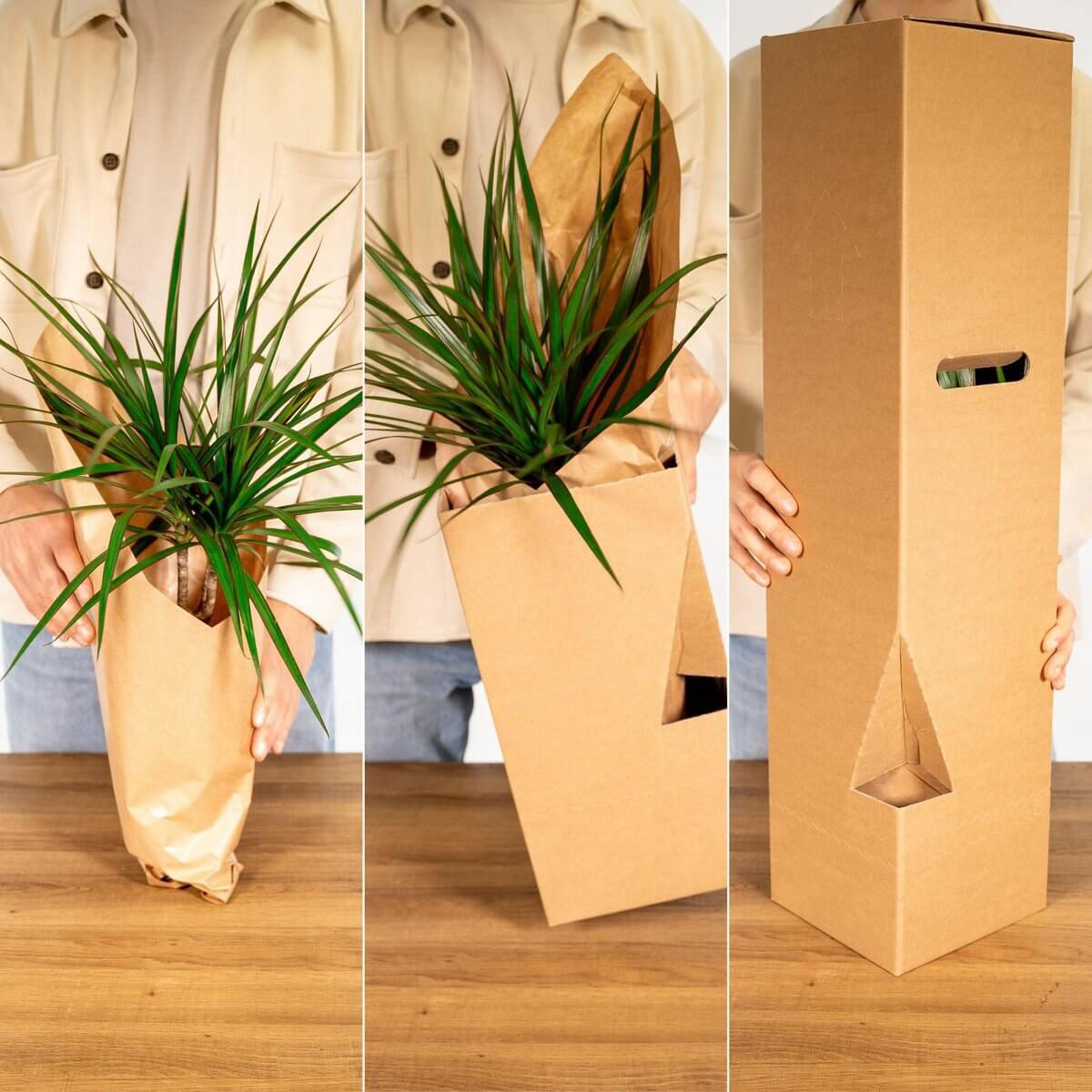 Rubberplant naast meubels – past perfect in elke woonstijl