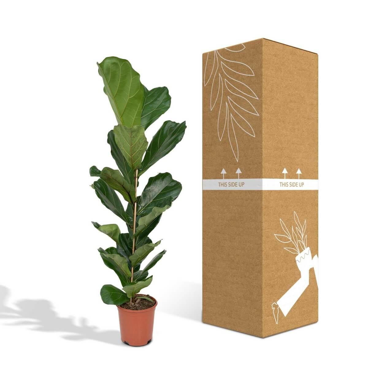 Ficus Lyrata in moderne woonkamer – groene eyecatcher voor thuis