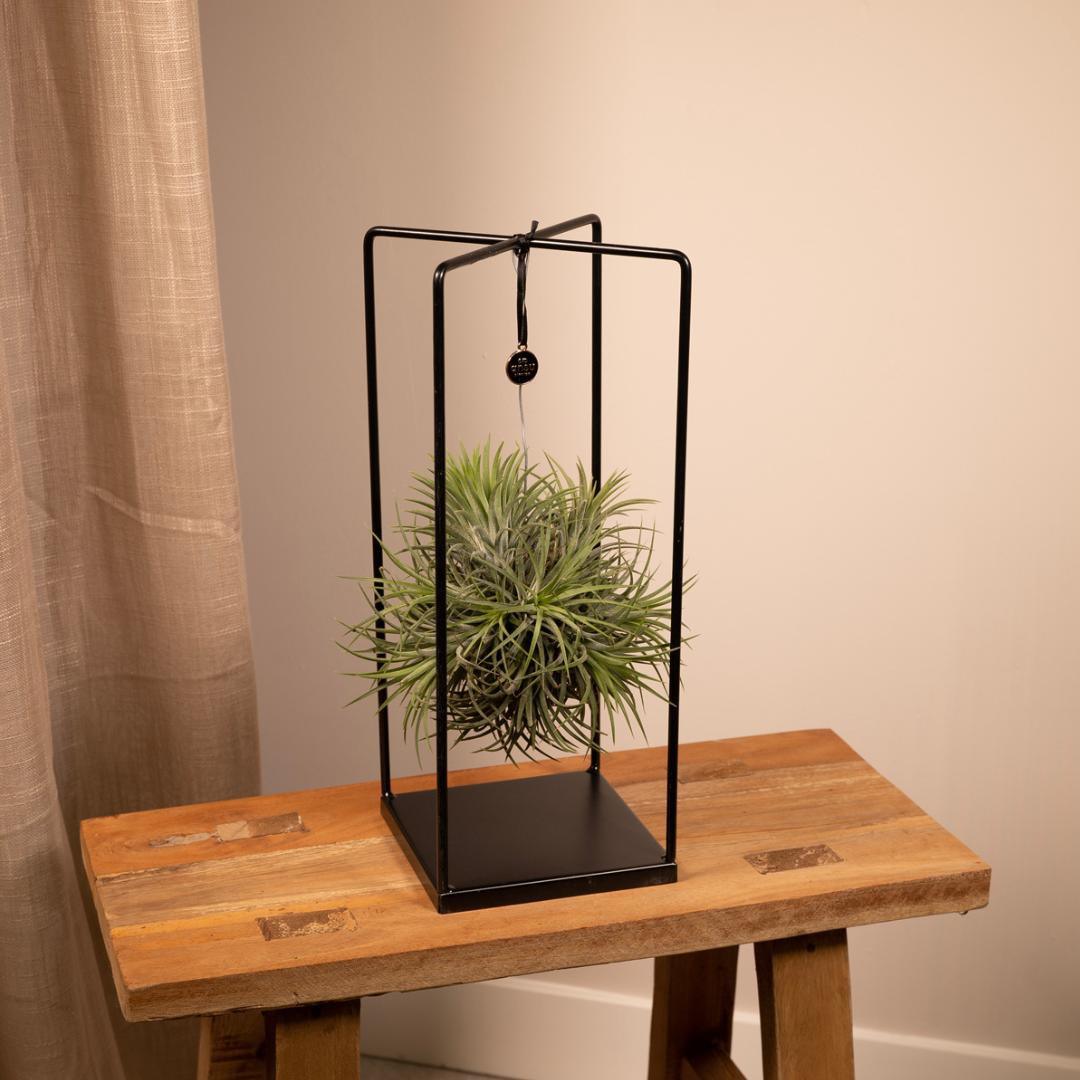 Tillandsia Kubus op tafel – minimalistische en onderhoudsvrije plant