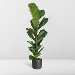 Ficus Lyrata in pot – luxe kamerplant voor binnen