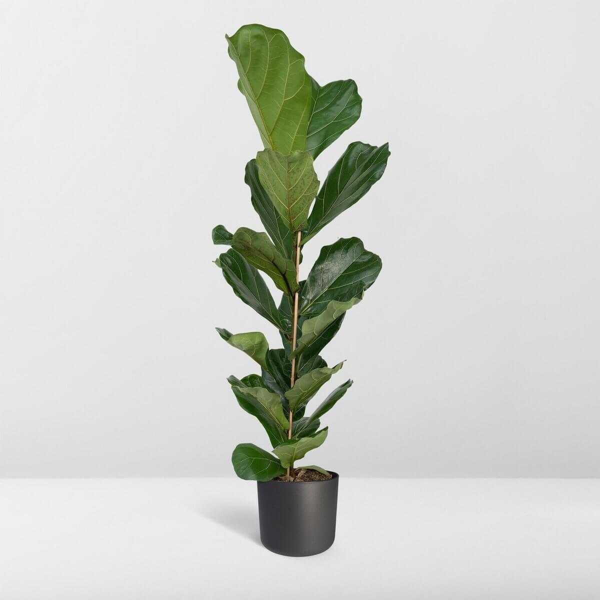 Ficus Lyrata in pot – luxe kamerplant voor binnen
