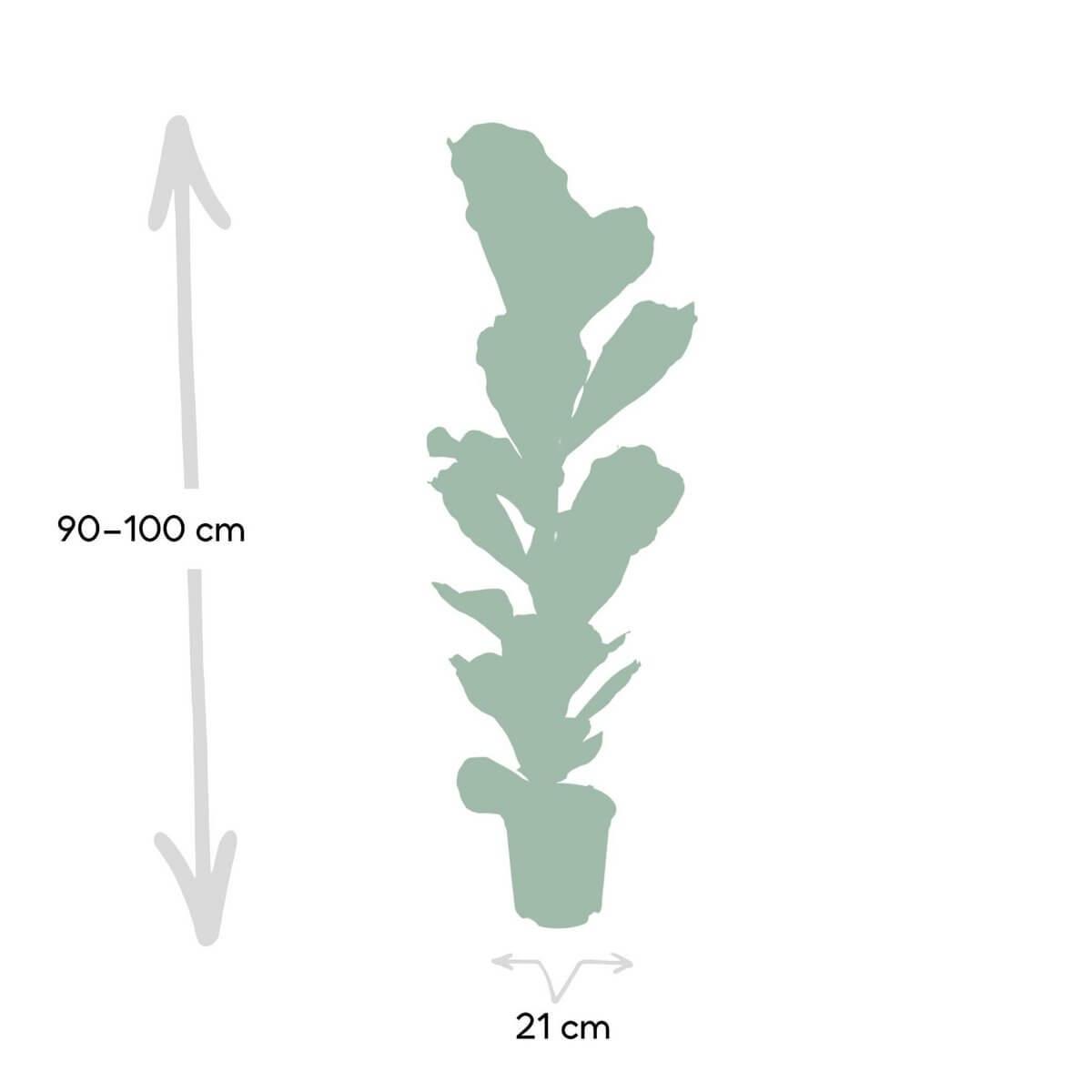 Ficus Lyrata afmetingen – 100 cm hoge kamerplant