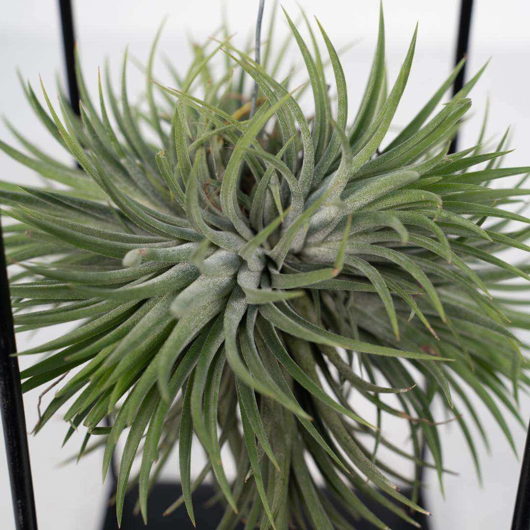 Close-up van Tillandsia luchtplant – uniek en decoratief groen
