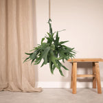 Hertshoornvaren in interieur – tropische plant voor een natuurlijke look
