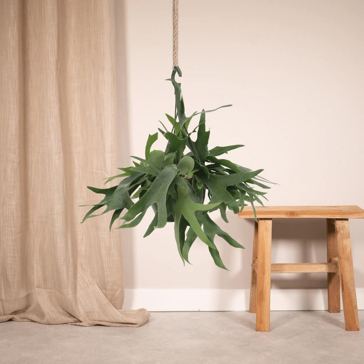 Hertshoornvaren in interieur – tropische plant voor een natuurlijke look