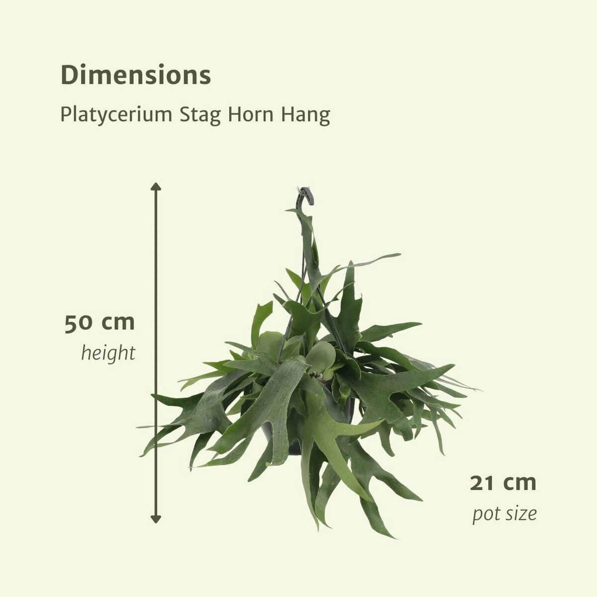 Afmetingen van de Hertshoorn plant: 50 cm hoog, potmaat 21 cm