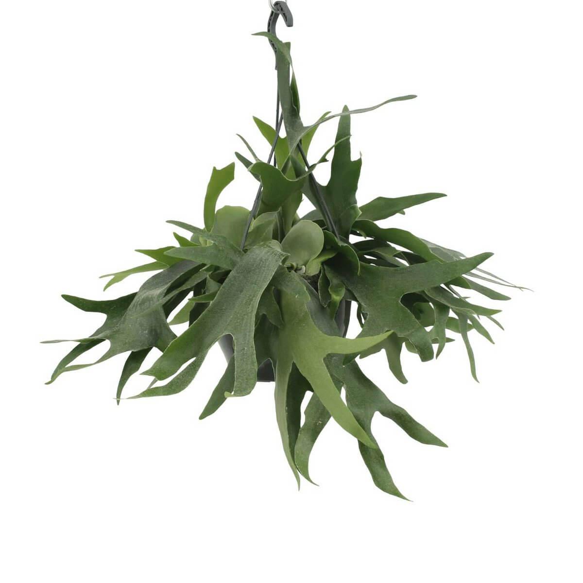Hertshoornvaren 50cm – hangende kamerplant met unieke bladeren