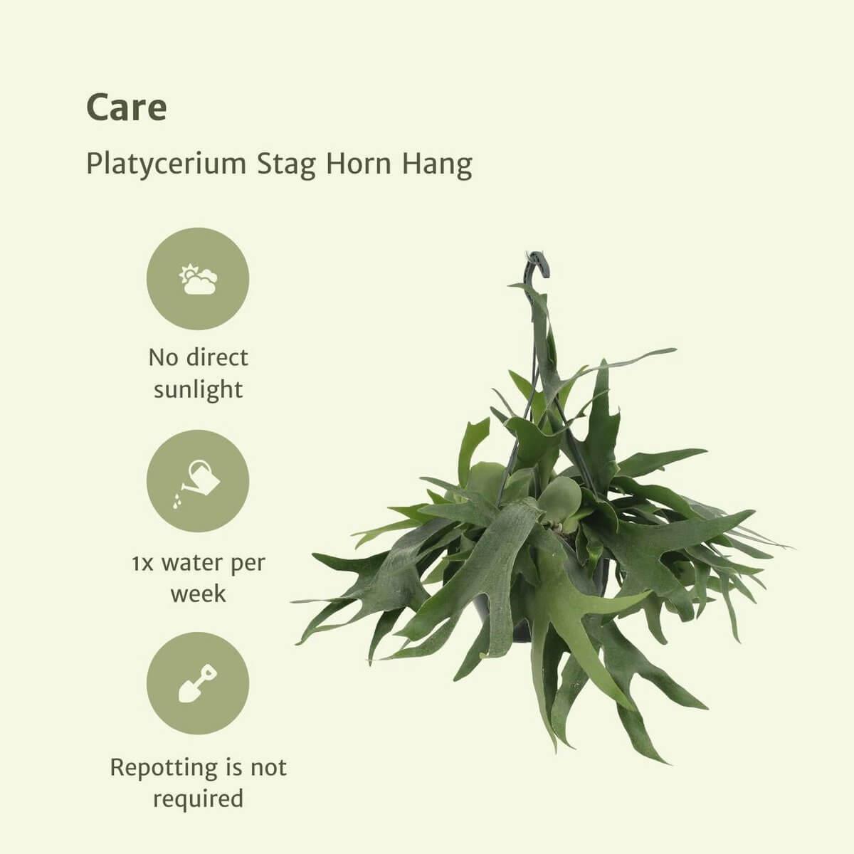 Verzorgingstips voor Hertshoornvaren – licht, water en luchtvochtigheid